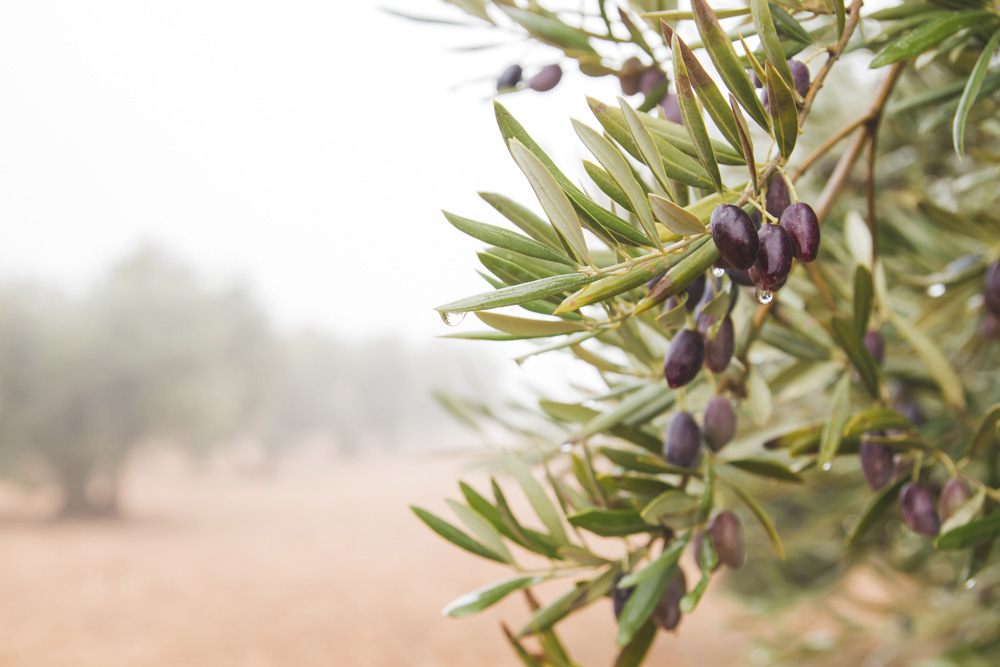 Detail of olive tree branches full of black picual olives 