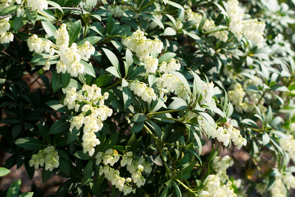 Pieris formosa, andromedas, fetterbushes or Pieris japonica