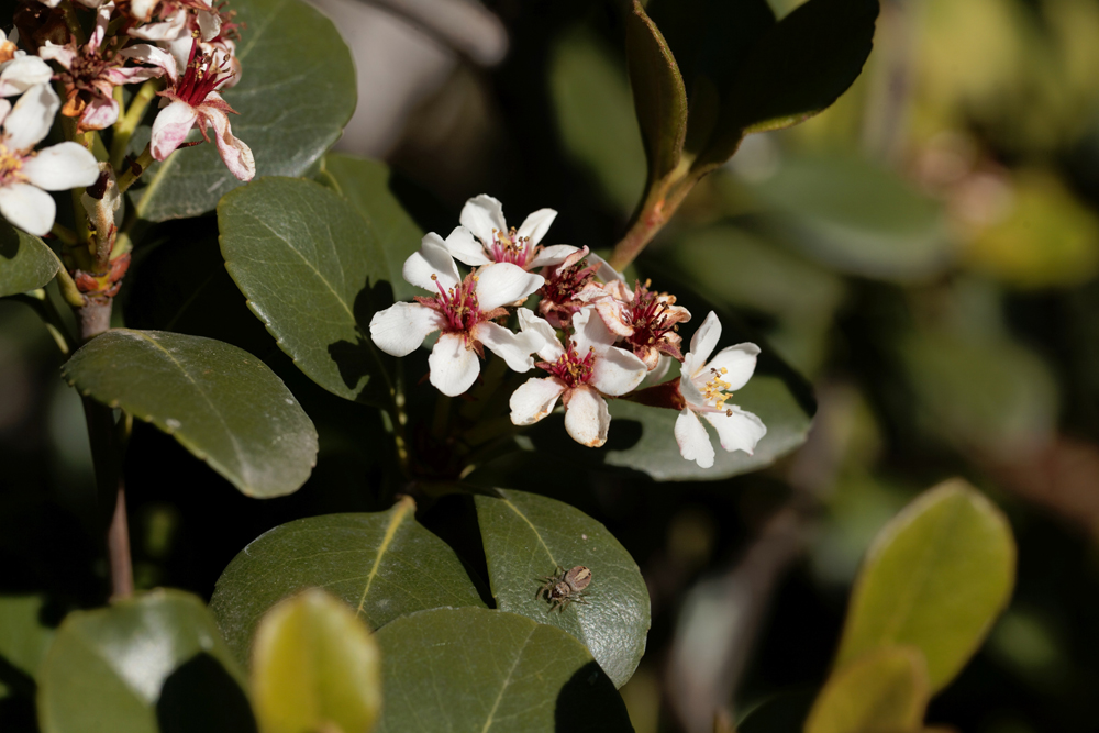 Flowers of an Indian hawthorn, Rhaphiolepis indica