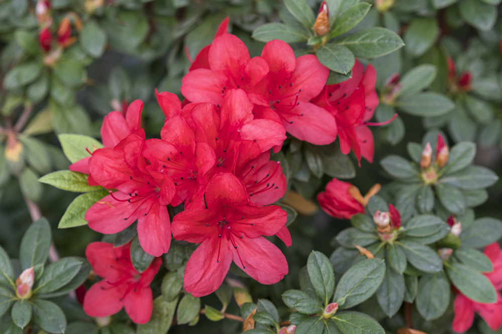 Rhododendron indicum