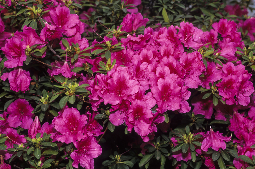 rhododendron obtusum amoenum