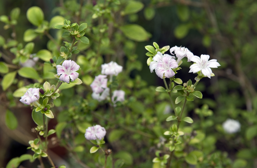 serissa foetida