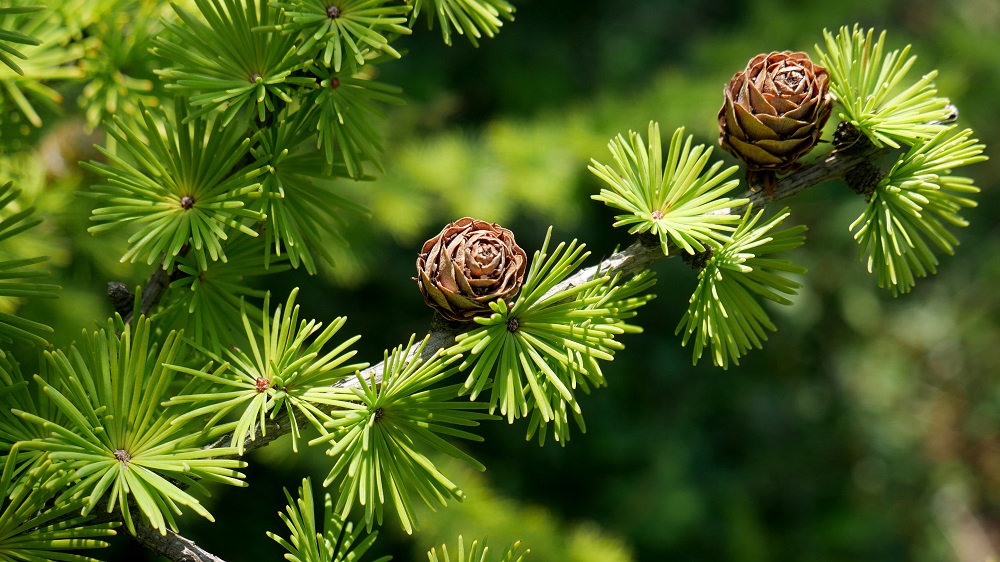 Larix sp.