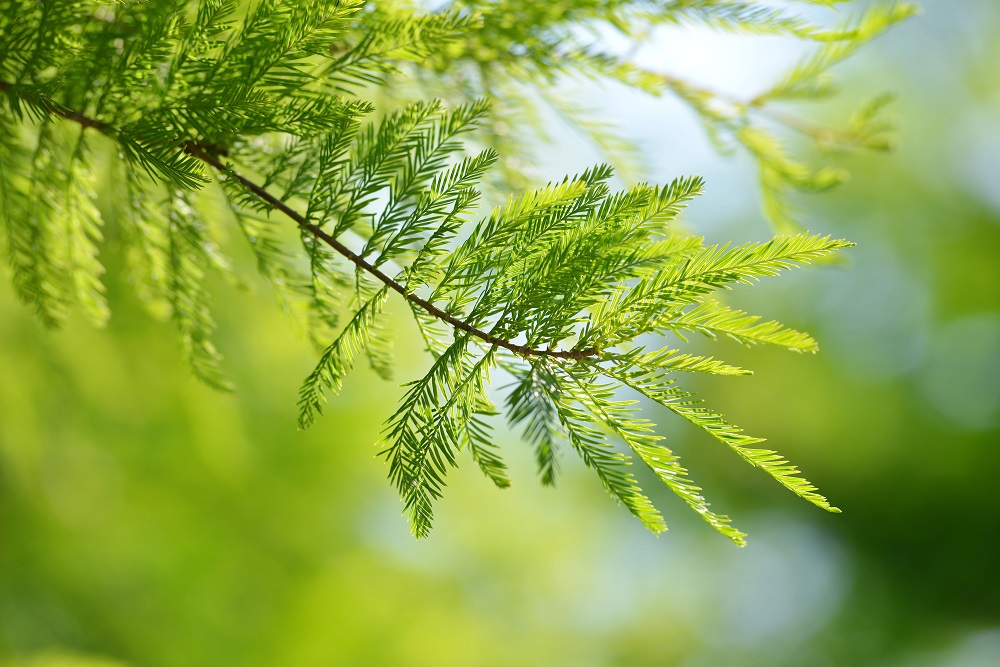 Detail of branch tree Bald Cypress (Taxodium distichum), Nature background.