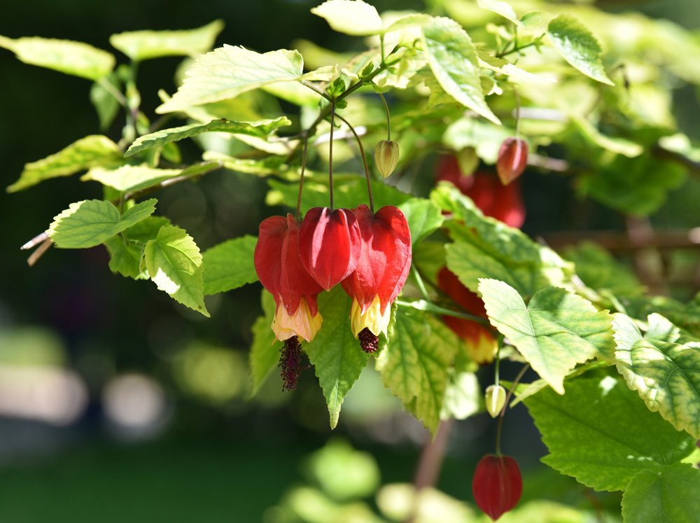 abutilon flowering maple