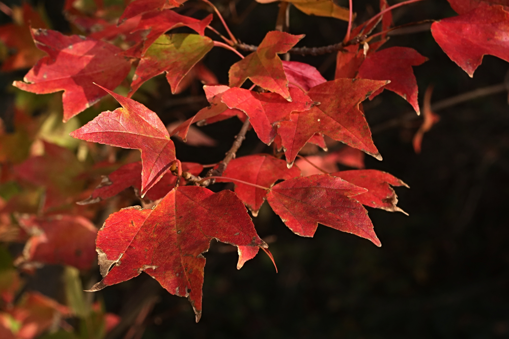 Three lobed red coloured autumn leaves of Trident maple tree, latin name Acer buergerianum, native to eastern China, Taiwan an Japan, sunbathing in afternoon sunshine.