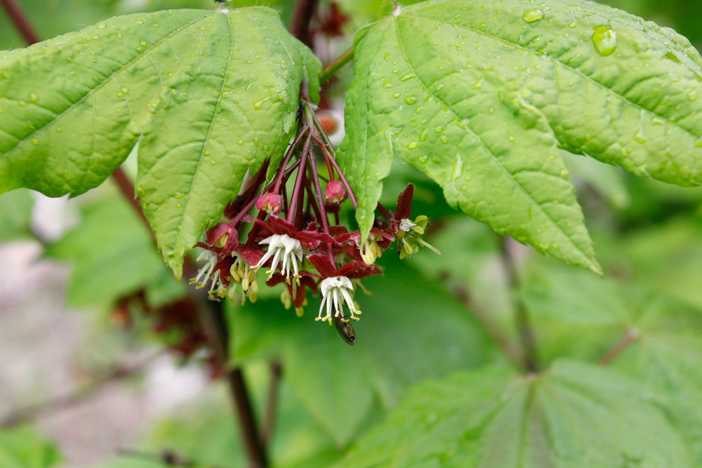 Vine maple (Acer circinatum), Fall Creek road, Willamette National Forest, Oregon, USA