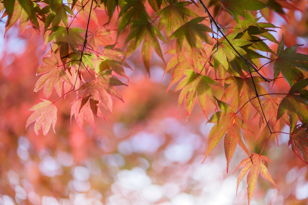 Leaves of red Japanese-maple (Amur maple)