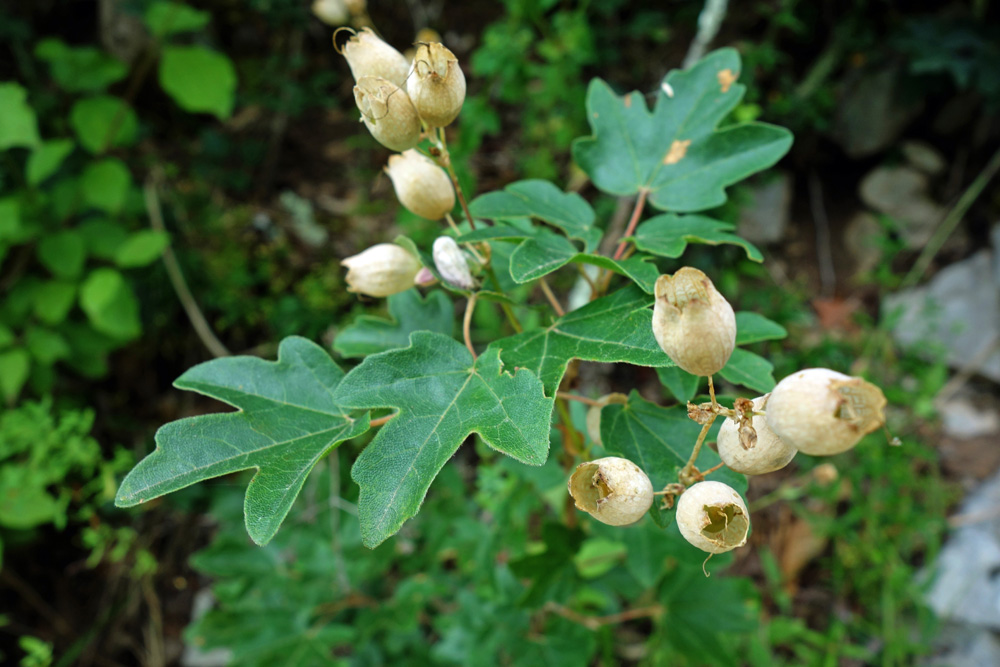 Acer monspessulanum