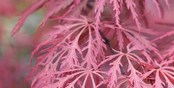 acer palmatum2