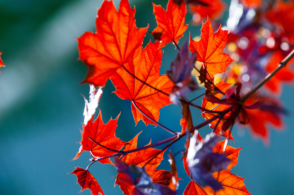 Acer rubrum