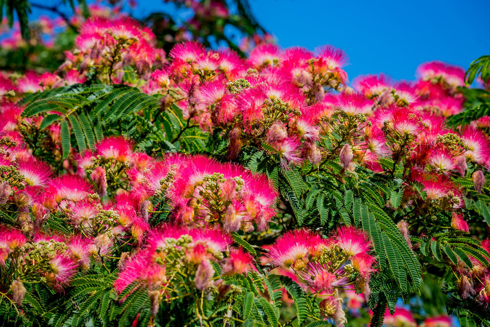 20 Pieces Bonsai Albizia Flower Seeds Called Mimosa Silk Tree Seed Rare Garden Potted Plants Rainbow Flowers Pot