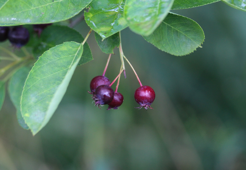 closeup of Berry from the Amelanchier lamarckii, also called juneberry, serviceberry or shadbush, blooming in spring