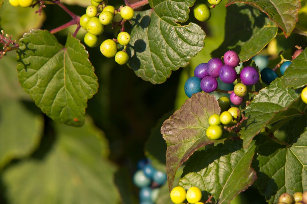 Porcelain berry (Ampelopsis brevipedunculata) in september