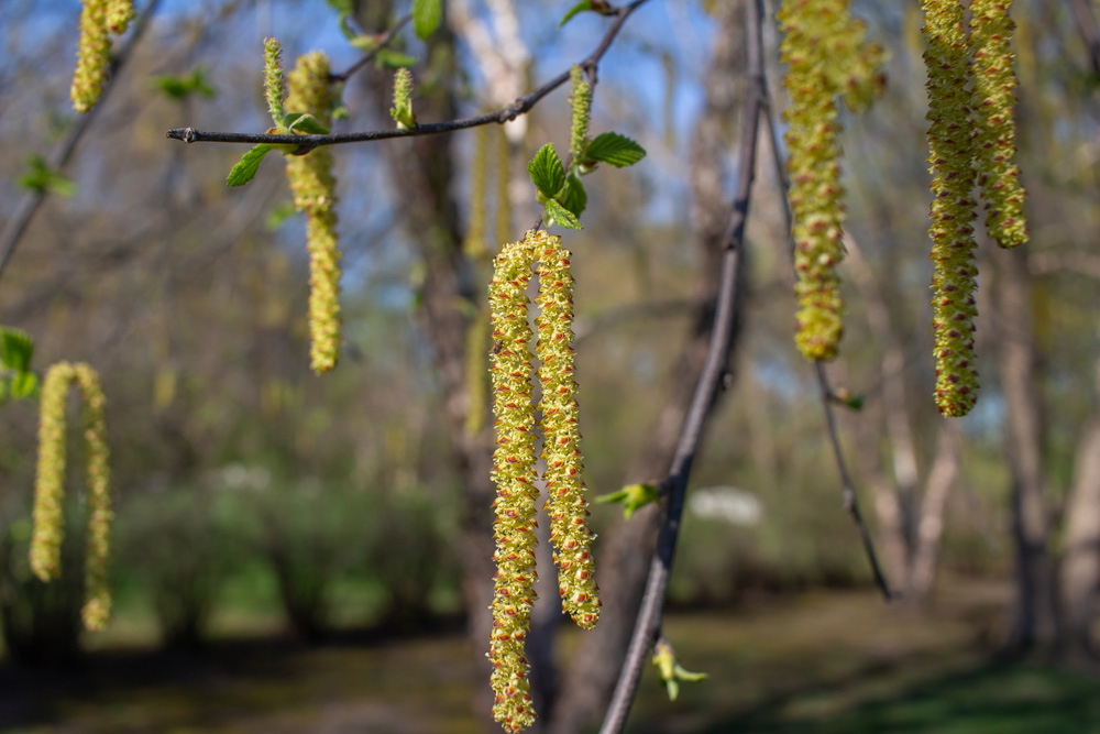 Bright yellow catkins bloom on a river birch tree (betula nigra) in spring, with blue sky background