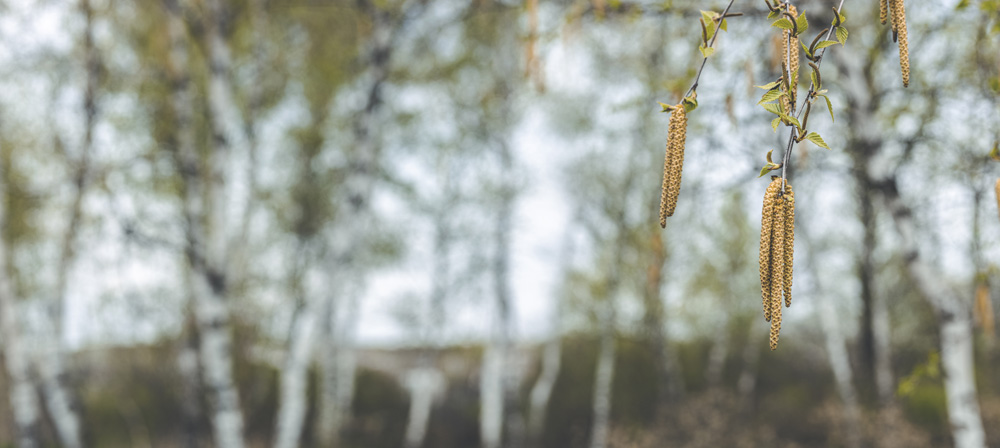 Panoramic view to spring background art with Birch (Betula sp.) leaves and catkins against a bright blue sky.