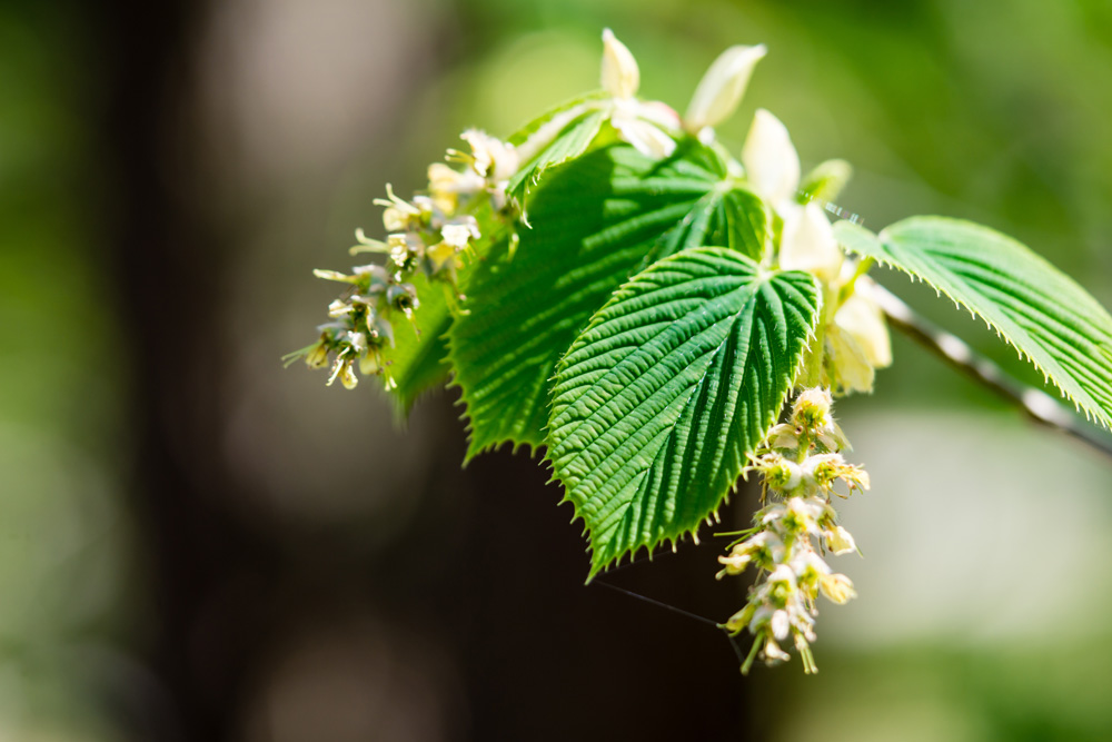 Carpinus sp.