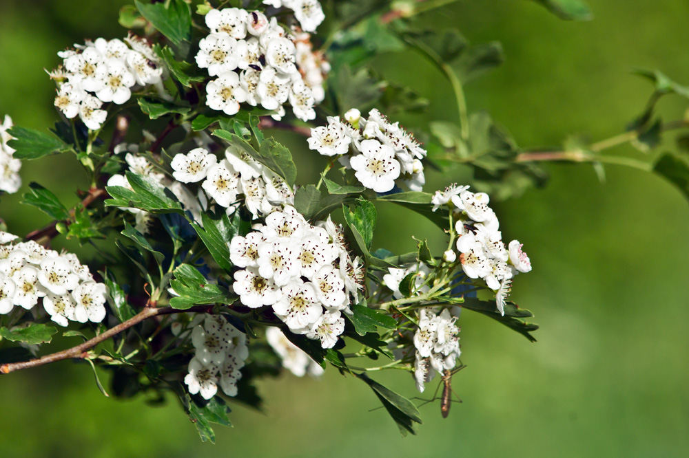 crataegus sp hawthorn