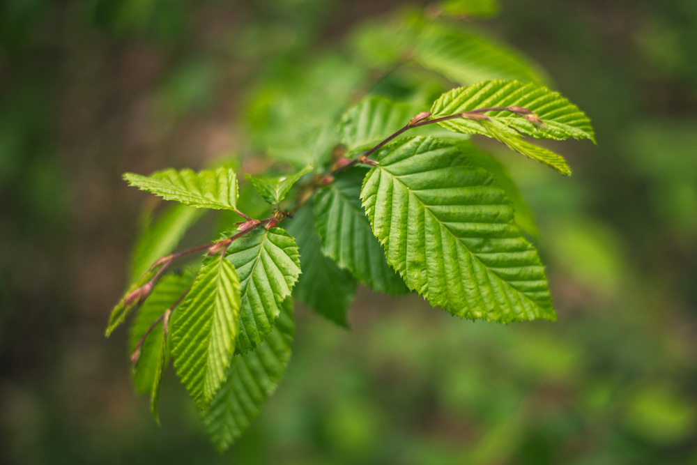 Beech, Fagus sylvatica asplenifolia, details and texture of leaves with natural background