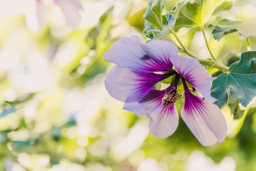 hibiscus syriacus althea rose of sharon flower (also called aphrodite hibiscus) with purple and white colors under natural light