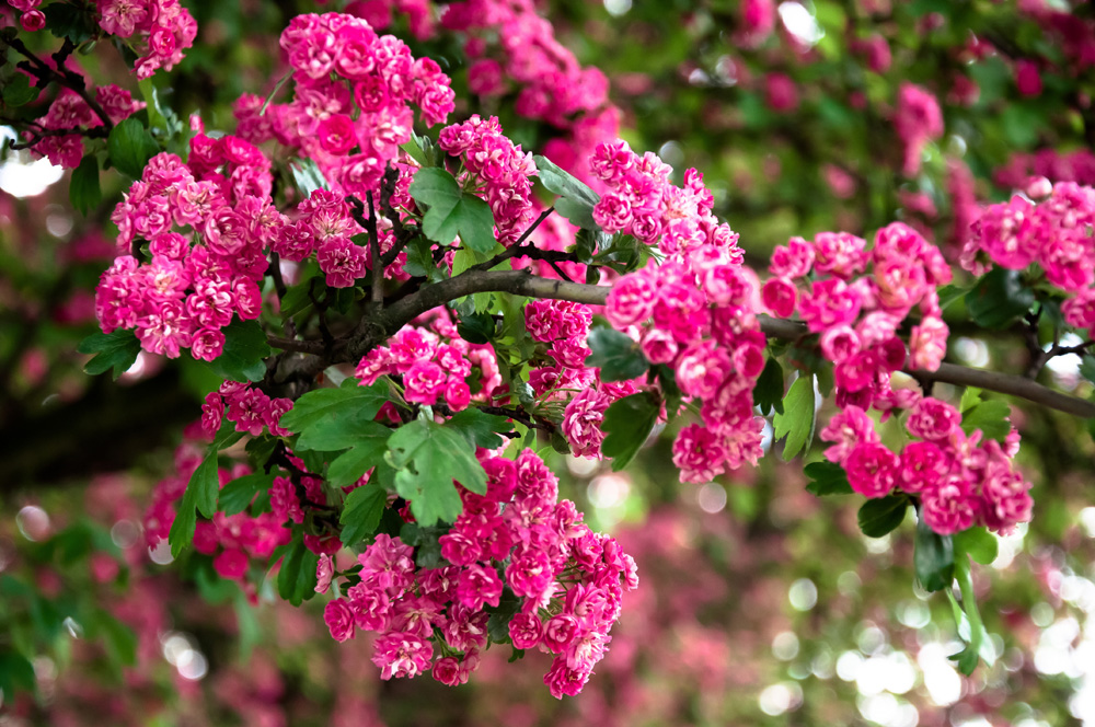 Lagerstroemia sp.