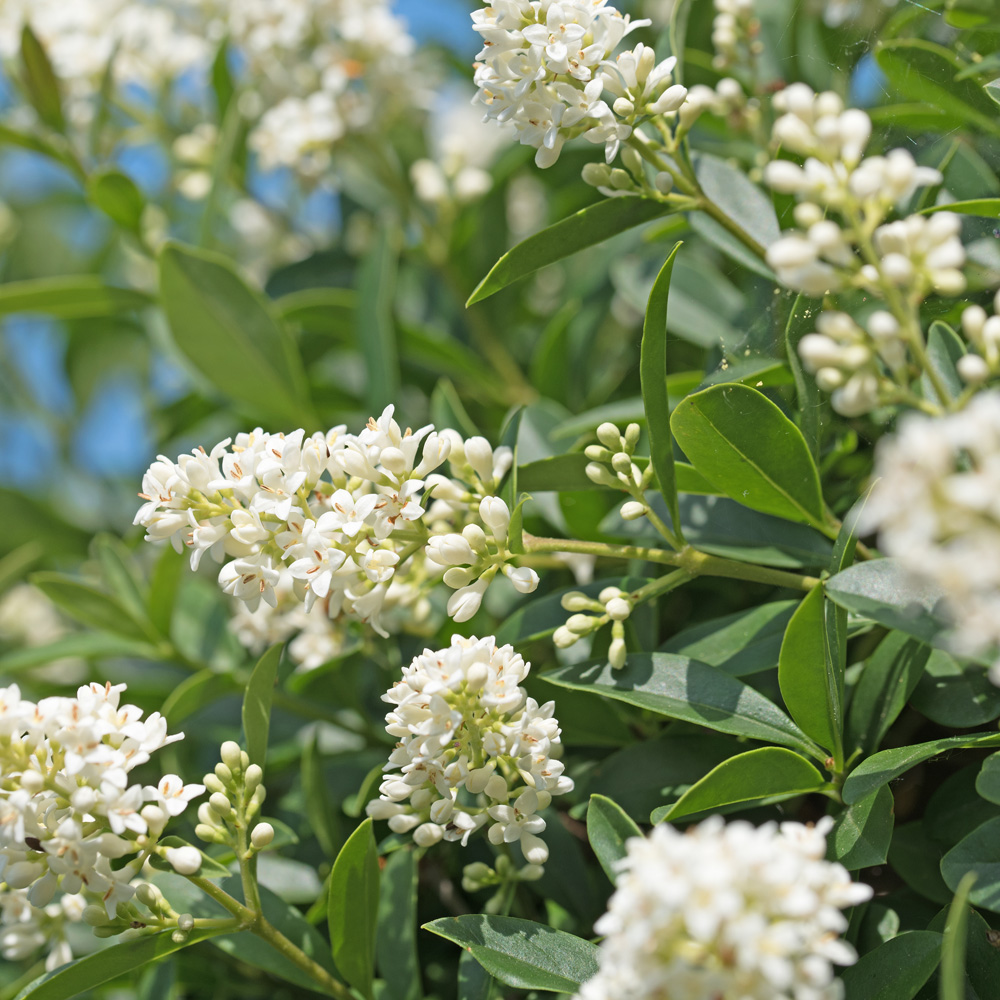 Blühender Liguster, Ligustrum, Blüten