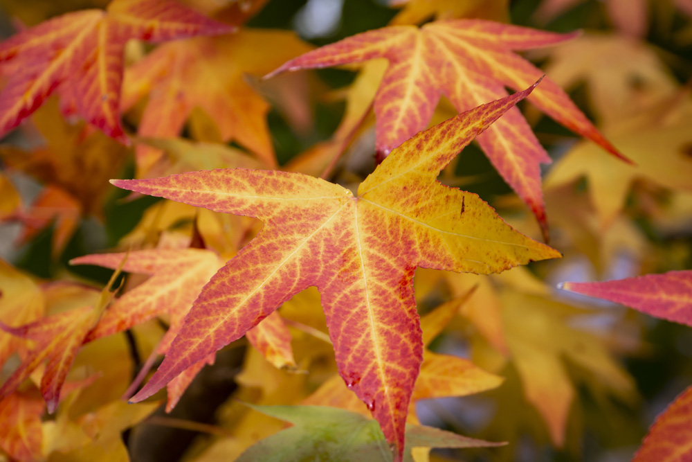 Autumn red, yellow, gold and green leaves Liquidambar styraciflua, Amber tree. A close-up of leaf in focus against a background of blurry leaves. Nature concept for design