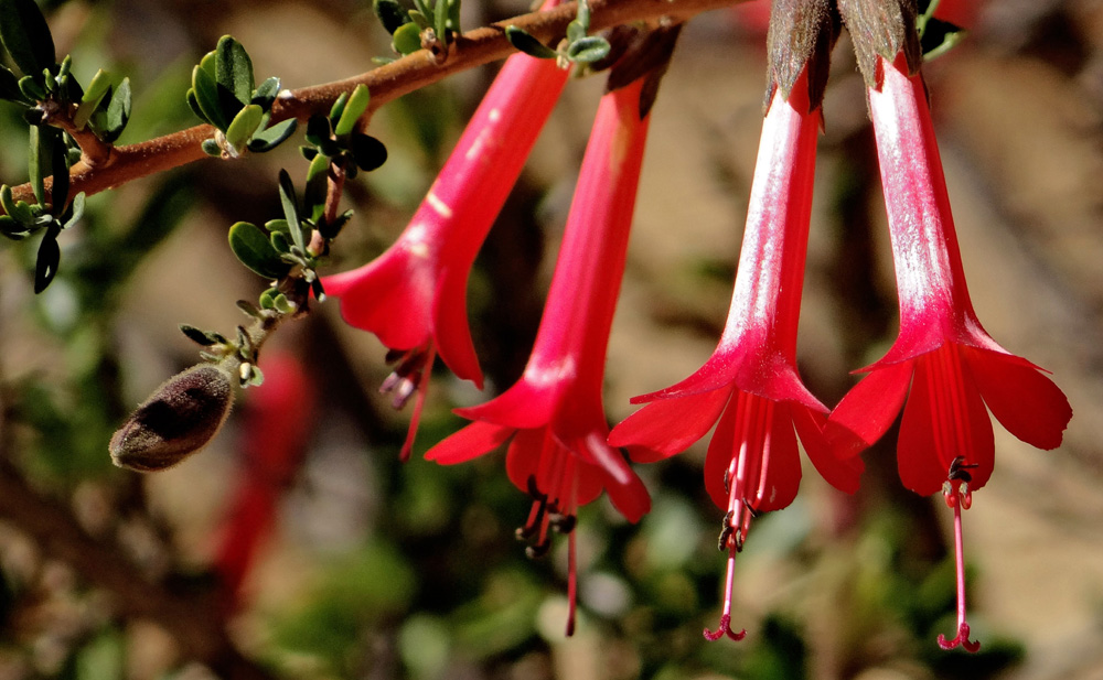 Cantua buxifolia, the cantuta, flowering shrub of Peru