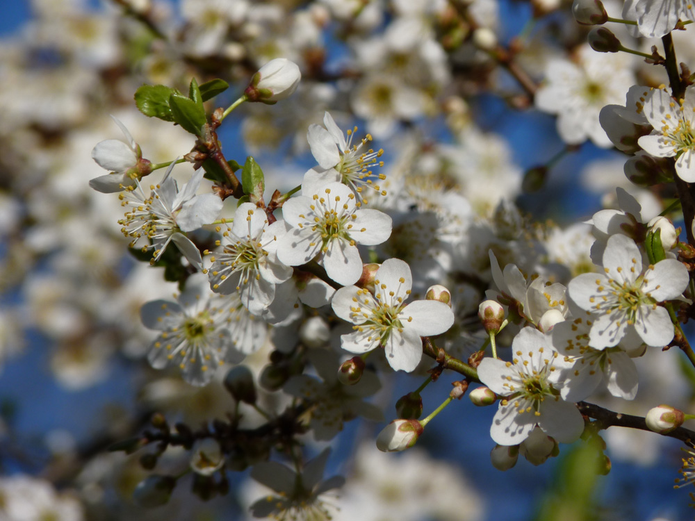 Blossoming flowers of fruit tree domestic plum Prunus sp. in spring garden with blurred and blue sky background