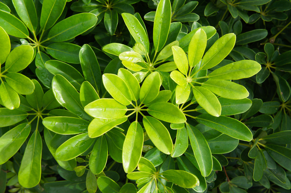 Schefflera arboricola