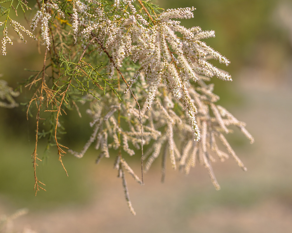 Tamarisk tree blossom