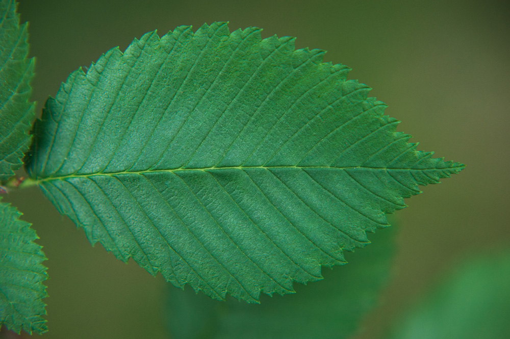 Ulmus alata. Ulmus americana.