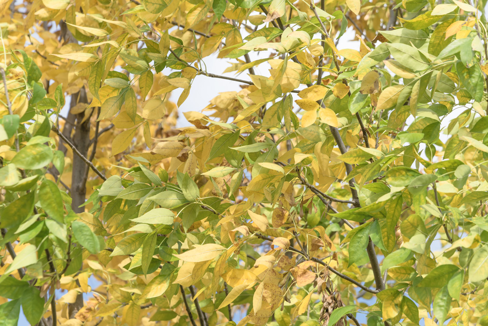 Close-up full frame view texture on Texas Cedar Elm trees, leaves are turning to yellow from green. Changing season concept background