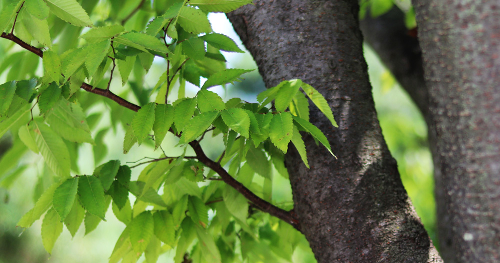 Zelkova serrata