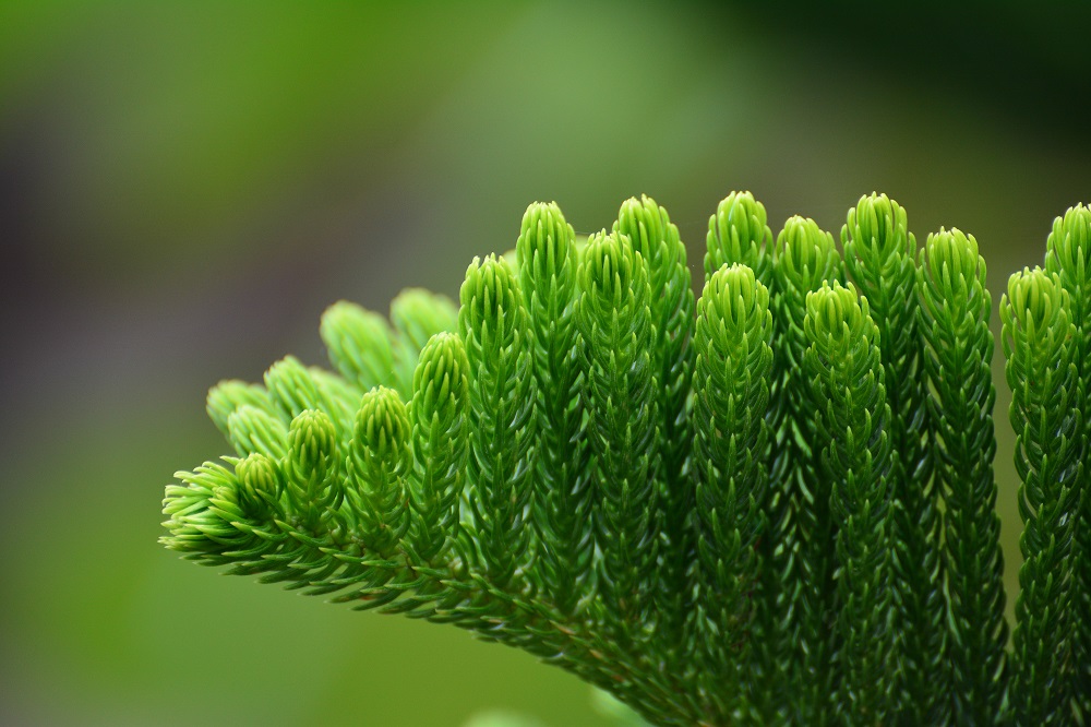 Araucaria heterophylla / Araucaria araucana