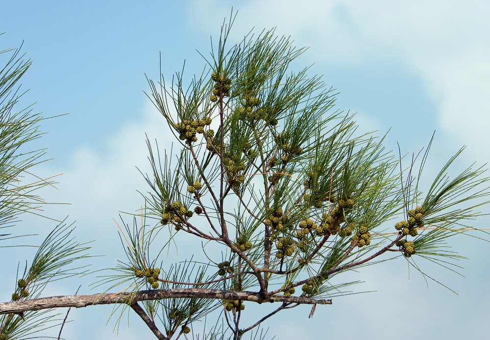 Casuarina equisetifolia