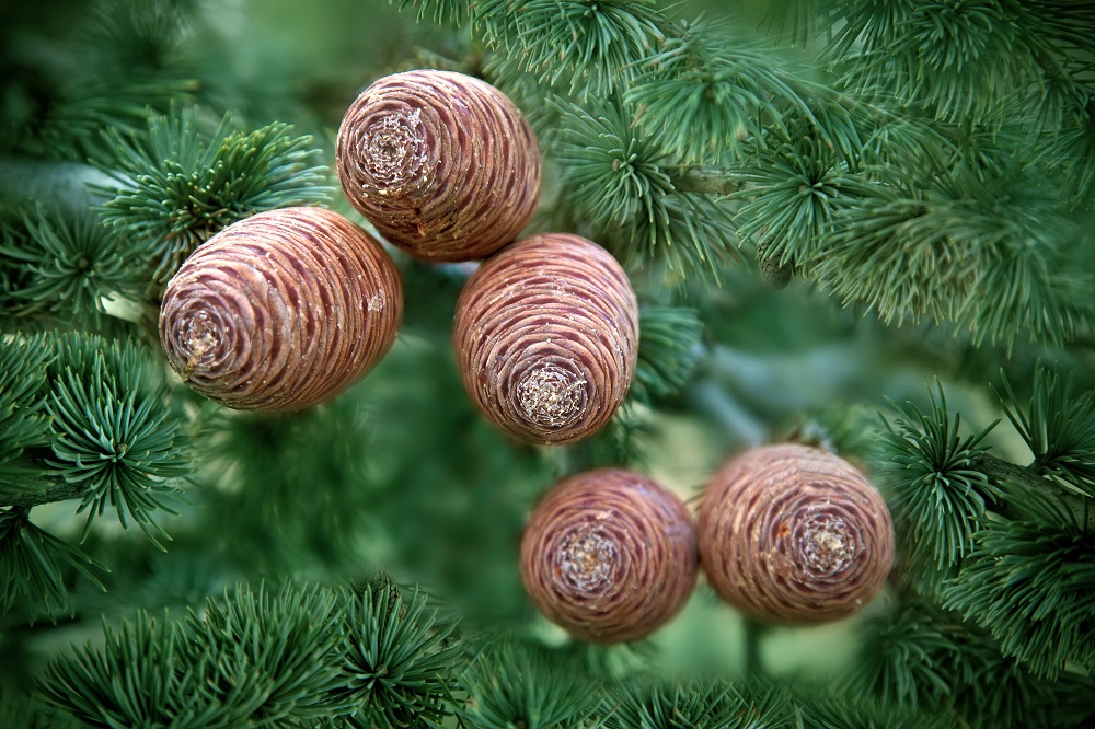 cedrus atlantica