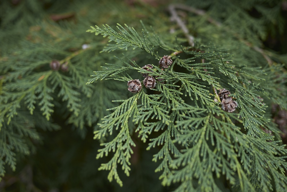 chamaecyparis lawsoniana