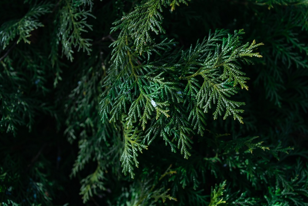 Juniperus chinensis sargentii