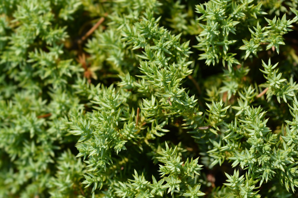 juniperus procumbens nana