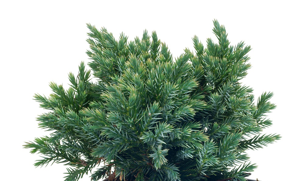 Juniperus squamata