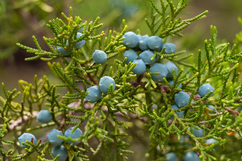 juniperus virginiana