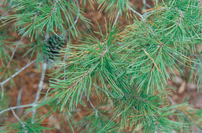 Pinus clausa