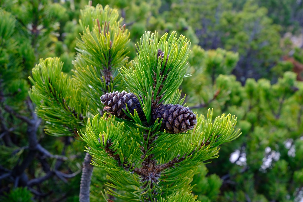 pinus mugo