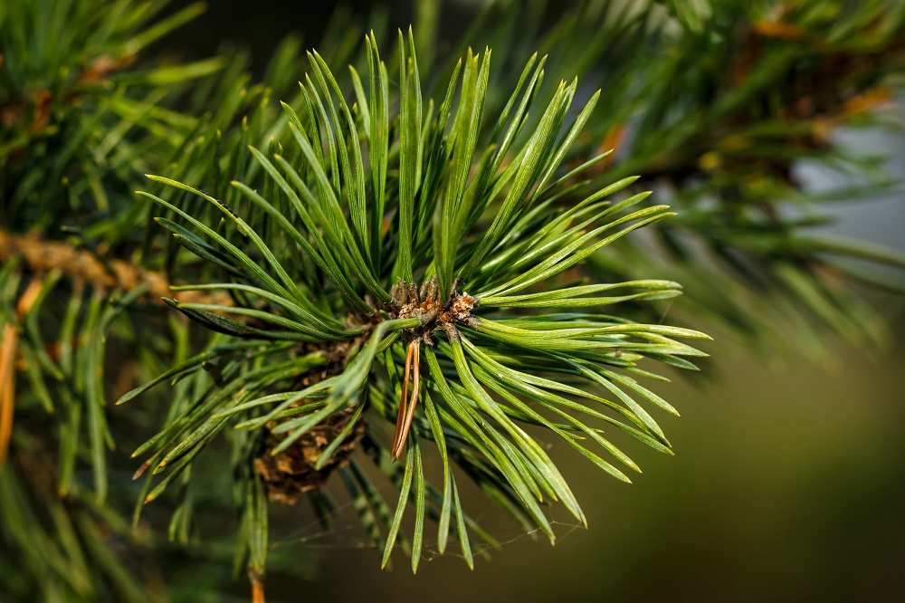 pinus strobus