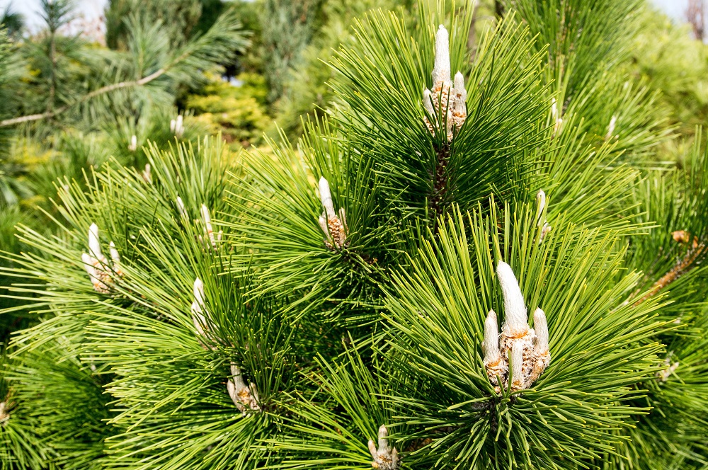 pinus thunbergii