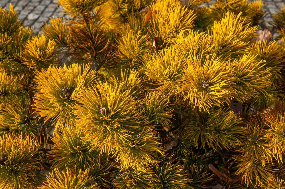 pinus virginiana