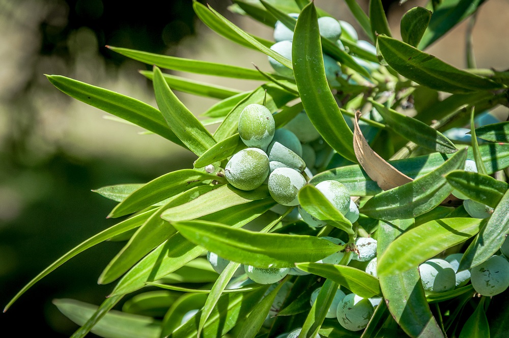 Podocarpus