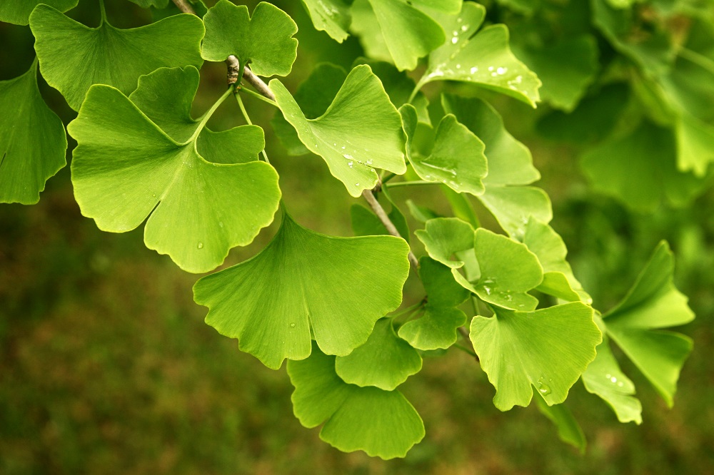 Ginkgo biloba green leaves on a tree. Ginkgo Biloba Tree Leaves with Water Drops