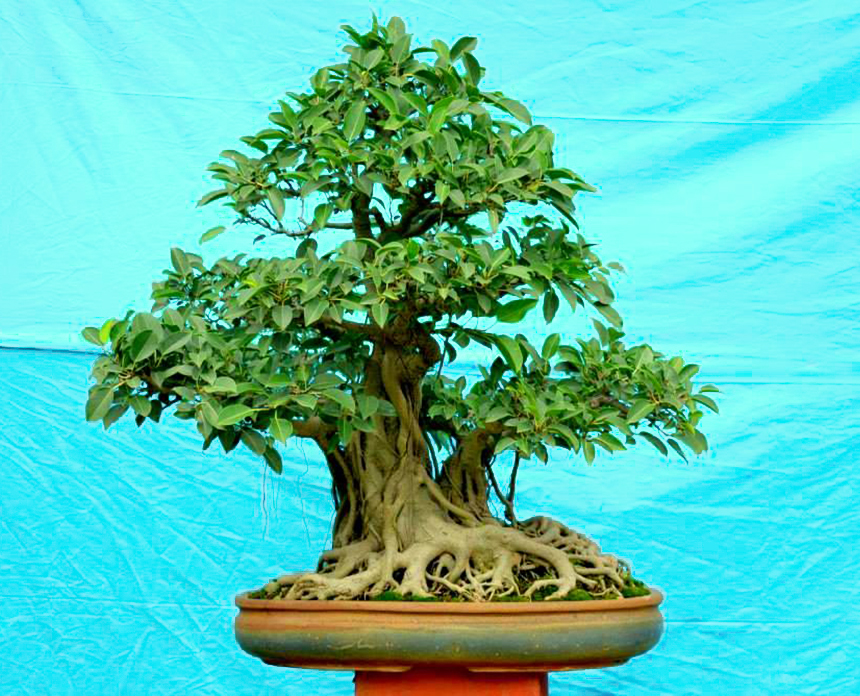 Ficus Tsiela